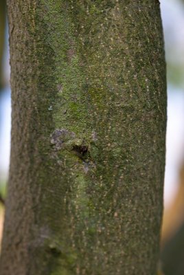 Fagus orientalis - buk východní - kůra